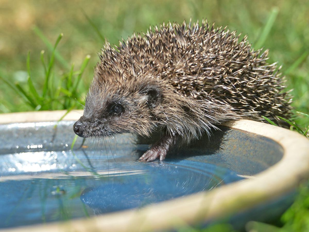 Tiny the hedgehog sips water at West Midlands Hedgehog Rescue, in Cheslyn Hay.