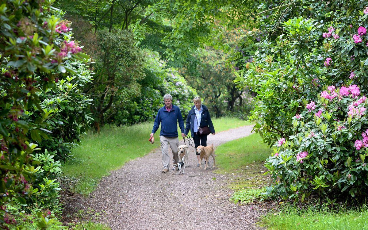 Andy and Lori Mason from Newport walking their dogs around the grounds of Weston Park