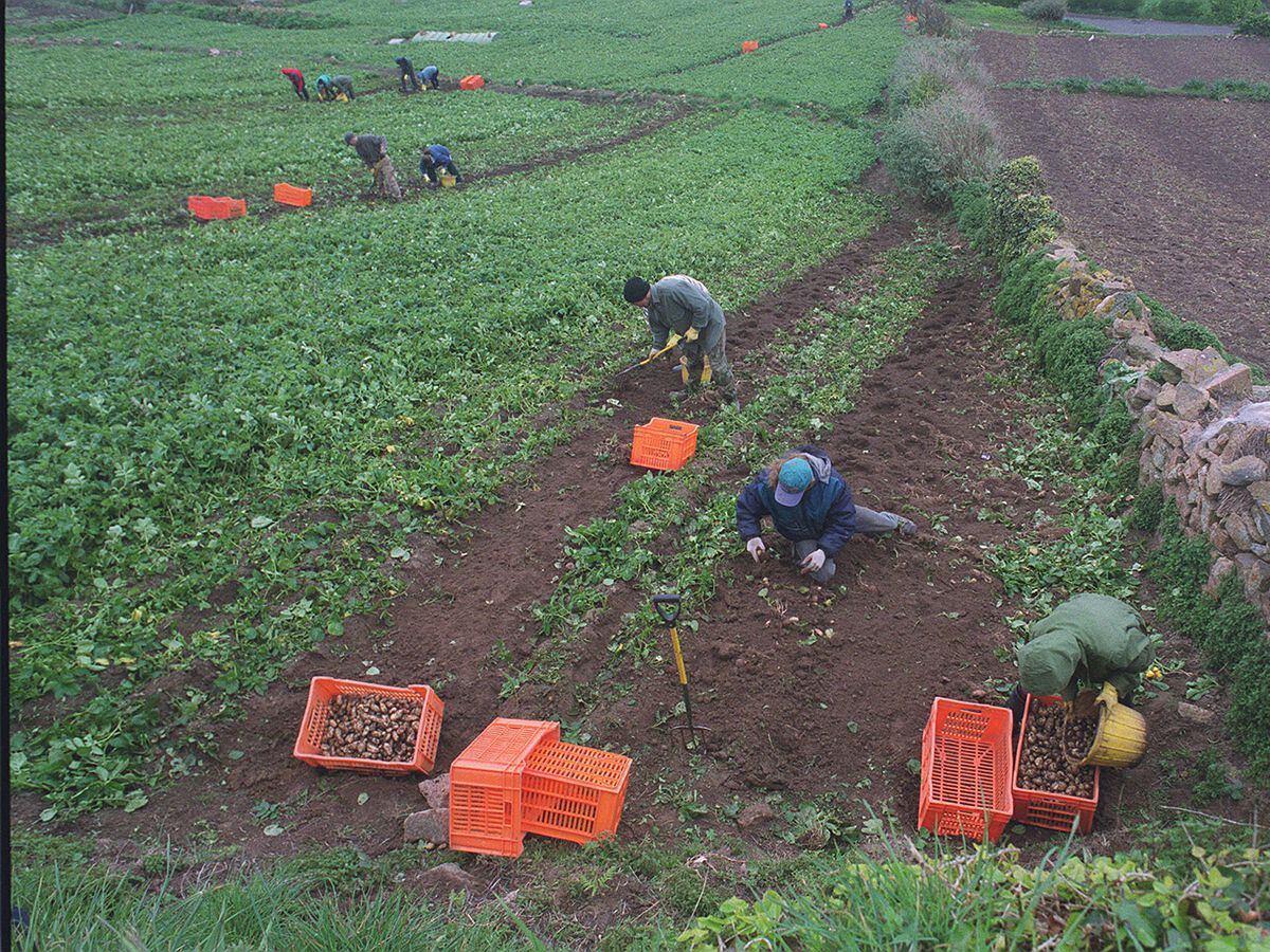 01-1335 digging potatoes at l'etacq st ouen. Field owned by NS Cook. First field to be dug.  Digging on  Easter Sunday  pic david ferguson  15/4/01
(FARMING) (AGRICULTURE) new spuds, digging potato's, jersey royals (seasonal workers, immigrant labour)