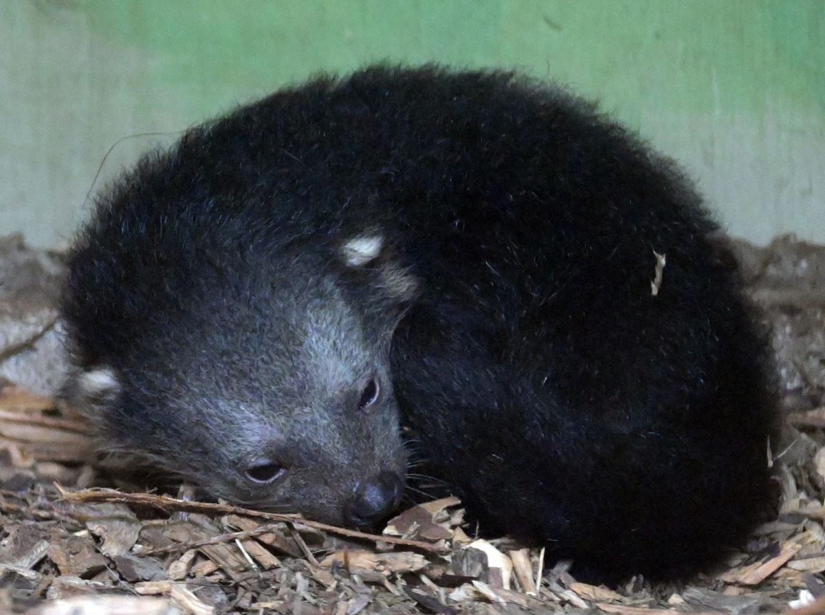 The baby is the first binturong to be born at the zoo in its 85-year history