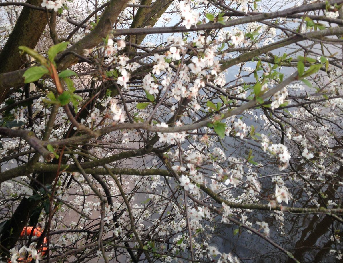 A cherry blossom tree. Photo: Kerry Ashdown