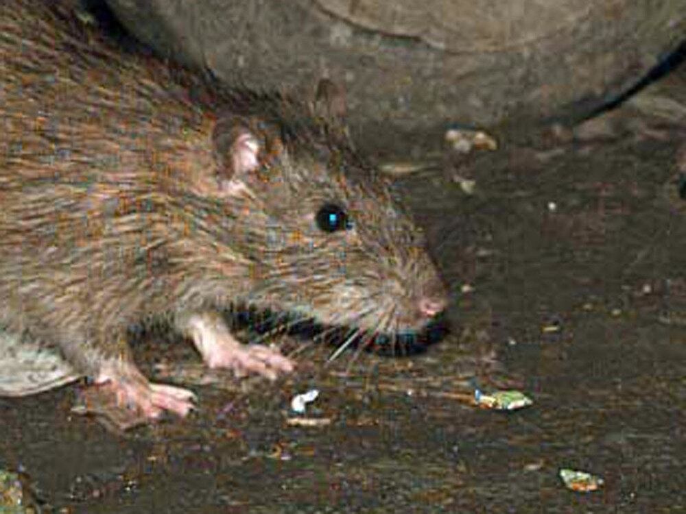 Rats everywhere at coach station | Express & Star
