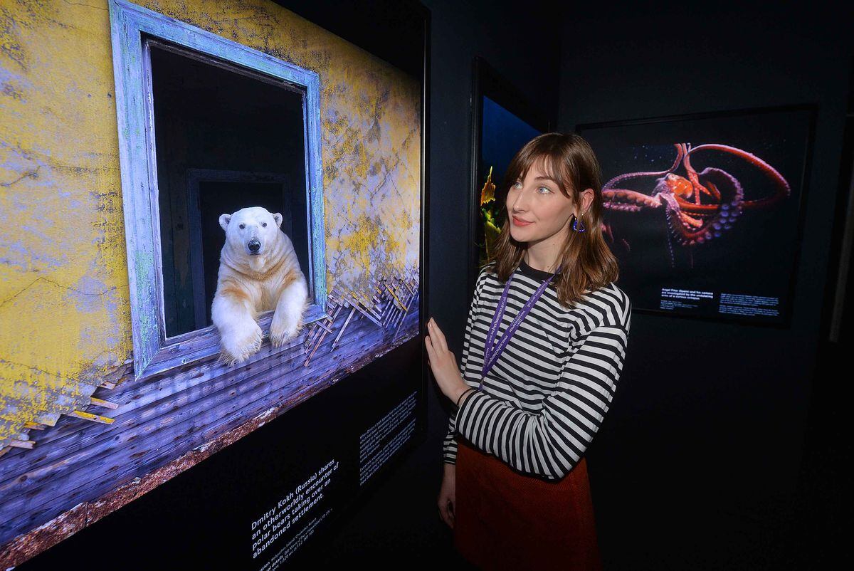  Exhibition Assistant Bethany Williams at the Wildlife Photographer of the Year Exhibition.