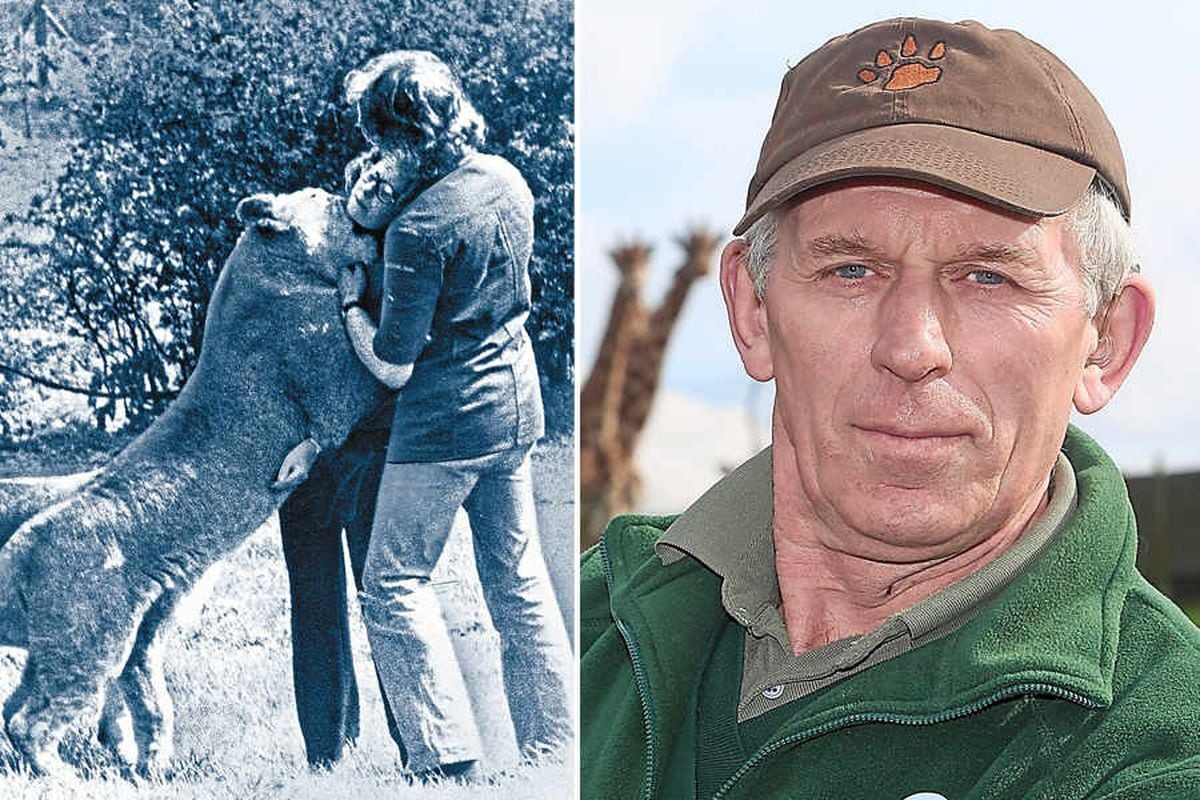West Midland Safari Park: Look back at 40-year career of Bob Lawrence - and find out how he saved a woman from lion