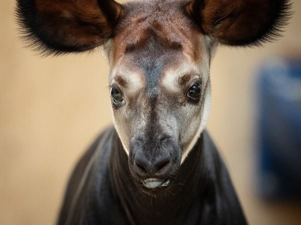 The male okapi calf