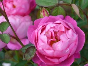 The Royal Jubilee (Auspaddle) launched by david Austin Roses for the coronation