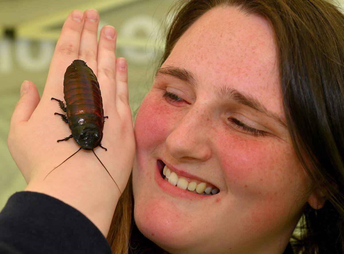 Eve Carter with a Madagascan hissing cockroach