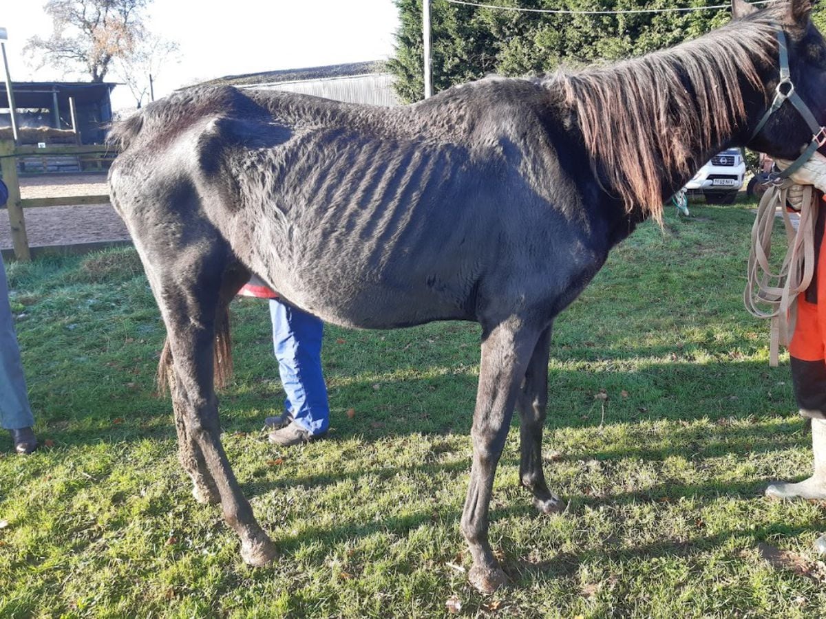Woman banned from keeping animals after starving and sick horses found at farm 
