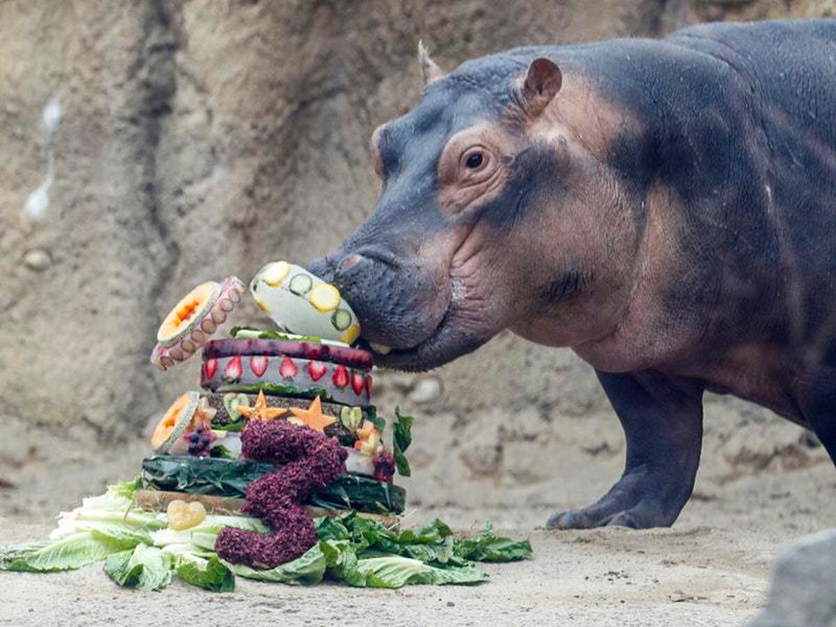Birthday girl Fiona the hippo helps raise money for Australia wildfire