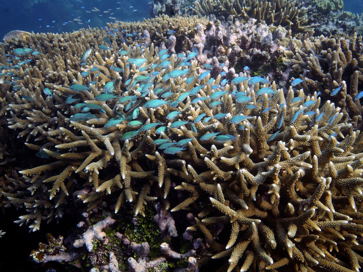 A school of fish swims above coral on Moore Reef off Queensland