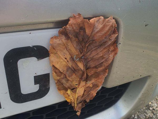 Motorist fined for taping a leaf to obscure their number plate