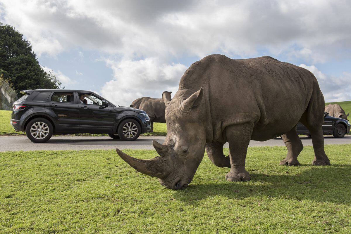 Rhinos on the safari park. Photo: West Midland Safari Park