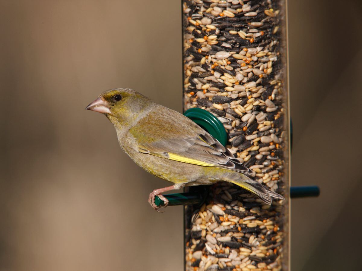 A greenfinch on a seed feeder