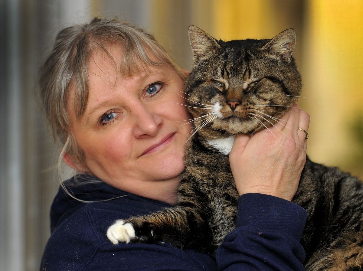 Cat rescue launches appeal to help pay for £700 surgery for poorly puss