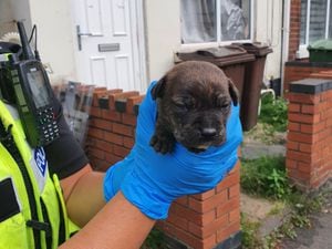 One of the puppies rescued from the property in Wolverhampton. Photo: West Midlands Police.