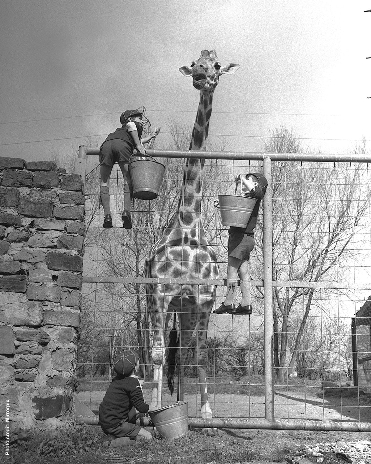 1960 - The tallest giraffe ever recorded (at the time) was a Masai bull living at Chester Zoo, named George. He featured in the Guinness Book of Records and measured just under 20 feet in height.