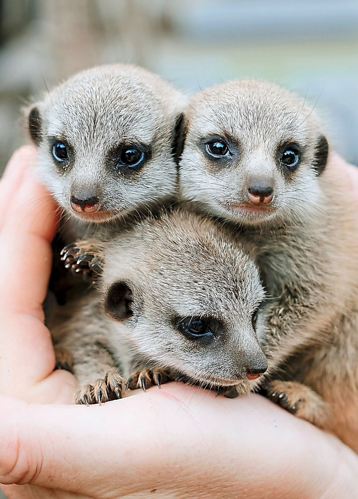 Baby Meerkats born at Exotic Zoo in Telford
