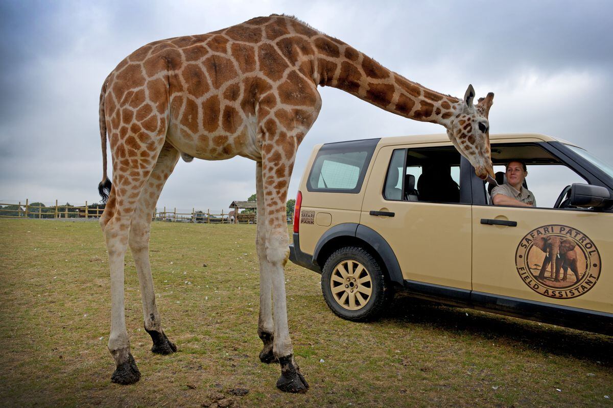 Head keeper Lisa Watkins checks in on one of the younger giraffe ahead of the park reopening to cars