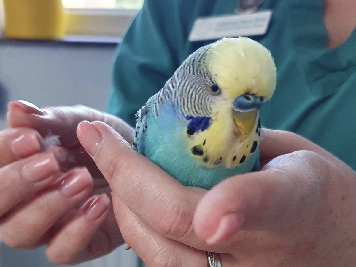 Pete the budgie was handed in at Melbourne Veterinary Centre
