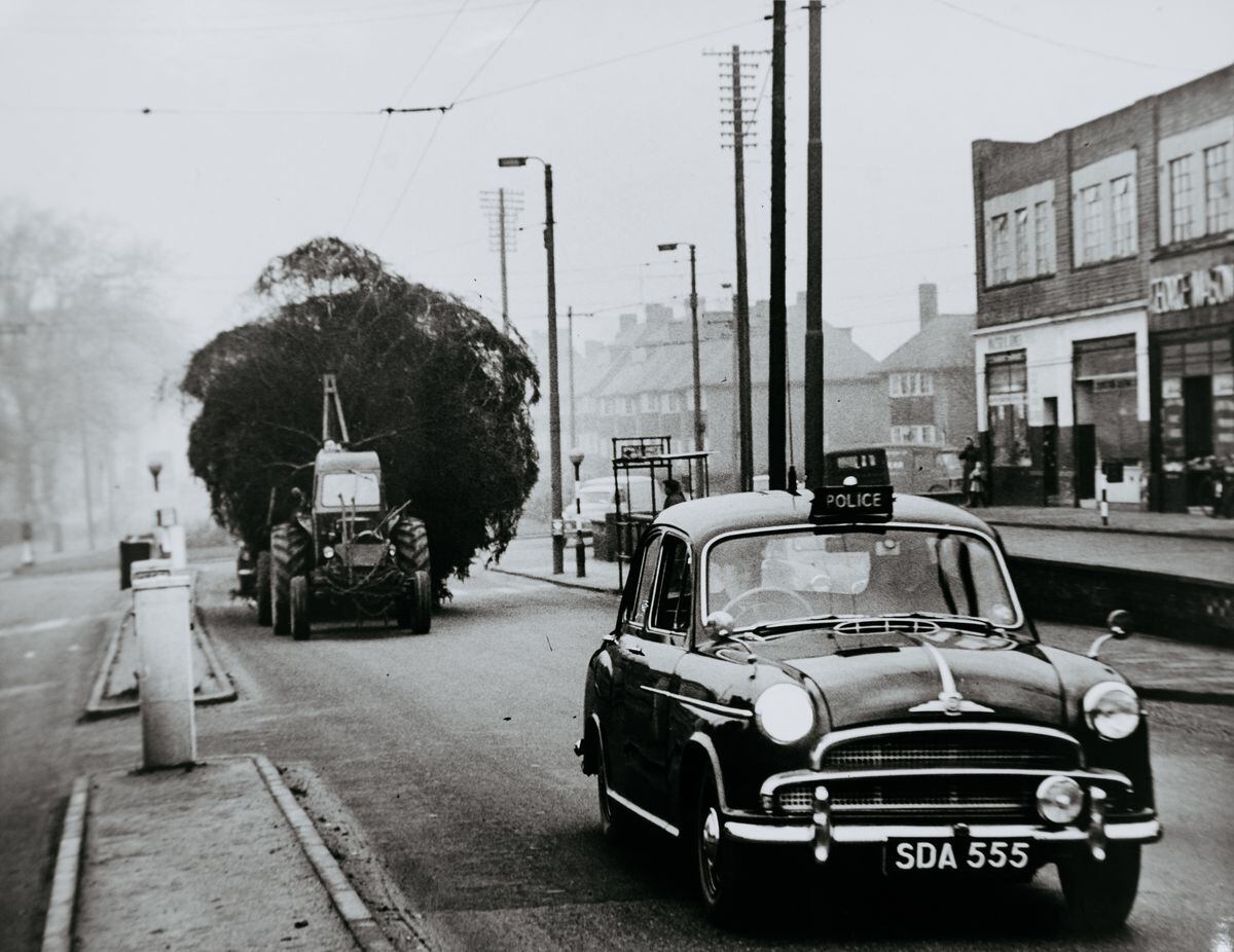 A Christmas tree being delivered under police escort from the Bradford Estates in 1960