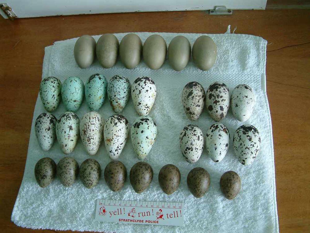 Wild bird eggs are often targeted by criminals