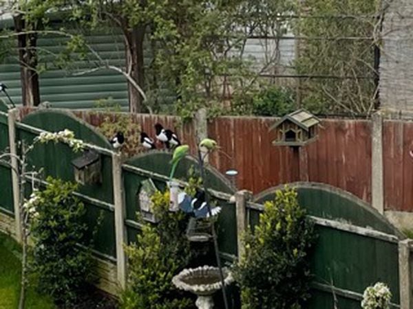 Sandra Turley, West Bromwich, sent in this great picture of the feisty birds warding off a flock of magpies