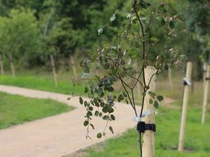 Amelanchier Walk is a new treelined pathway supported by Barratt Developments as part of their corporate sponsorship of the National Memorial Arboretum