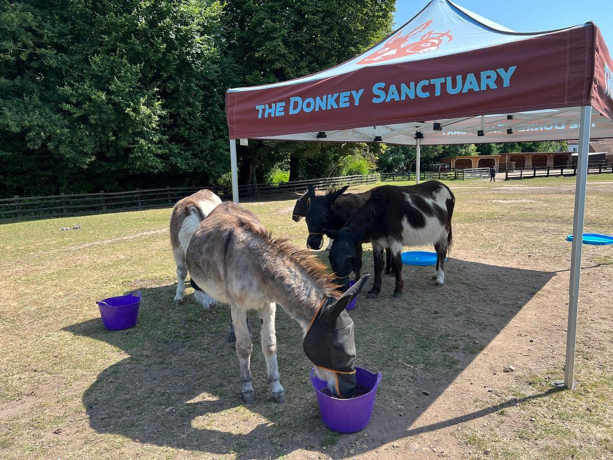 Donkeys cooling off in the heat at The Donkey Sanctuary Birmingham