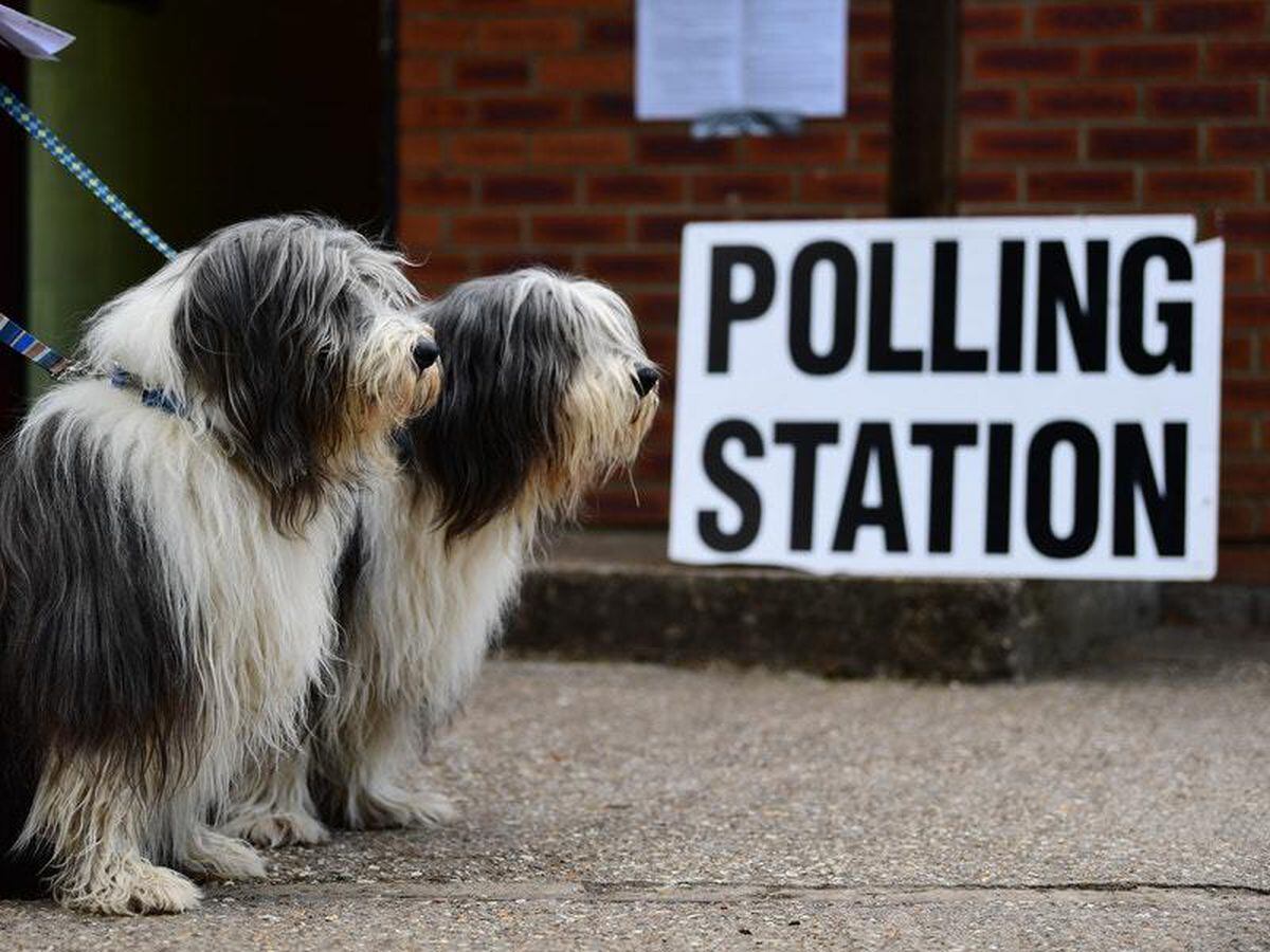 Dogs outside a polling station