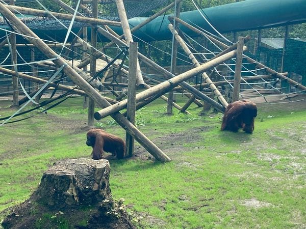 The orangutans exploring their new enclosure