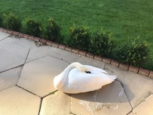 Swan crash-lands in Liverpool garden