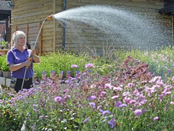 Jo Round is keeping the plants cool and watered at the Hollybush Garden Centre