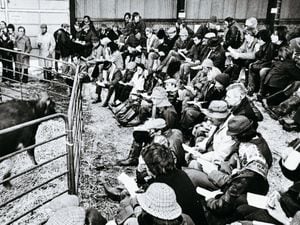 The Earl of Bradford's Jersey herd going under the hammer in April, 1978