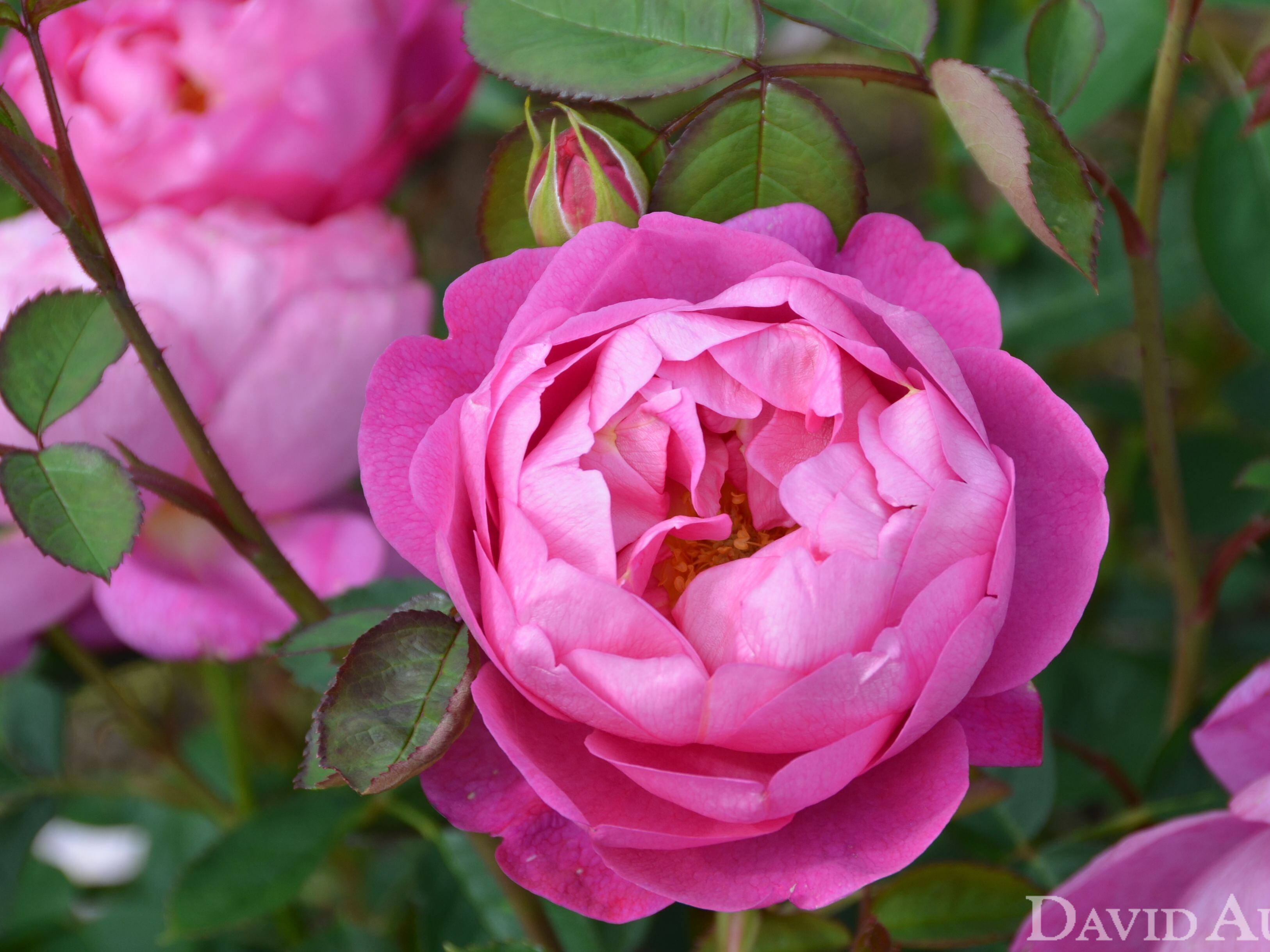 David Austin Roses releases regal collection of blooms available for coronation