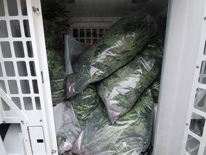 Cannabis seized from the property in Smethwick
