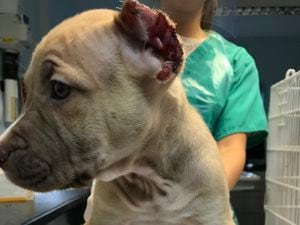 Three puppies had been put through the procedure
