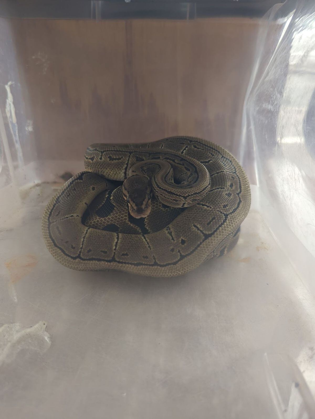 The two young snakes were hurled from a moving car in Birmingham