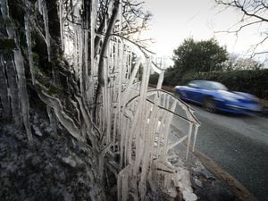 Cold weather in 2021 led to giant icicles forming in the hedge, at Radford Lane, Lower Penn, Wolverhampton.
