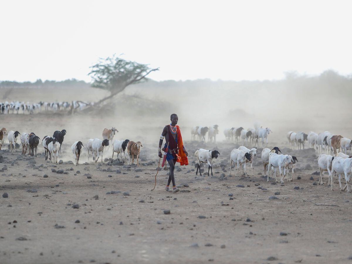 A Maasai farmer