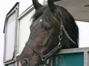 A horse was trapped in a horse van in Harvington