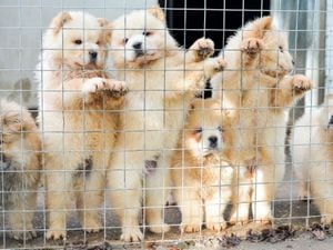 Undated handout photo issued by the Dogs Trust of Chow Chows which have been smuggled in to the UK as bootleg breeders are illegally smuggling thousands of puppies into Britain to meet Christmas demand, the dog welfare charity has warned. PRESS ASSOCIATION Photo. Issue date: Tuesday November 14, 2017. Nearly 100 were seized in one week alone, the Dogs Trust said, adding the record clampdown was âjust the tip of the icebergâ. See PA story ANIMALS Puppies. Photo credit should read: Beth Walsh/Dogs Trust/PA Wire..NOTE TO EDITORS: This handout photo may only be used in for editorial reporting purposes for the contemporaneous illustration of events, things or the people in the image or facts mentioned in the caption. Reuse of the picture may require further permission from the copyright holder..