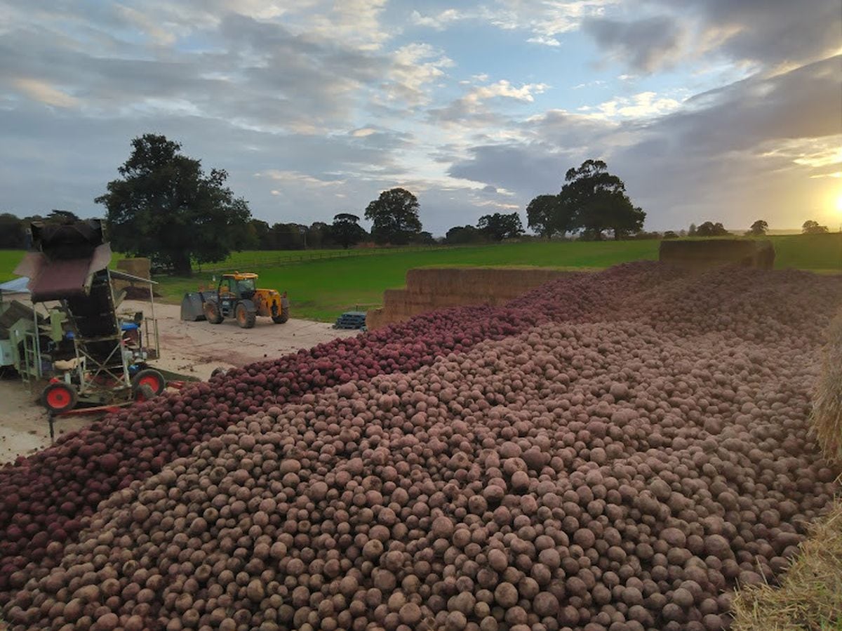 Just some of the 500 tonnes of beetroot Will Woodhall has been unable to sell after a collapse in demand