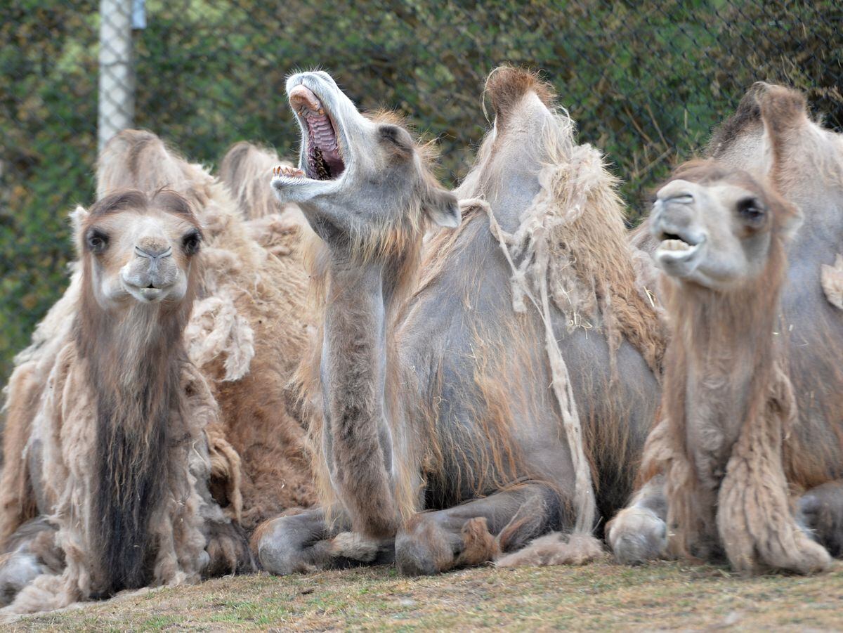 Camels take it easy