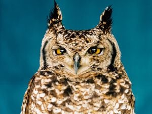 Image showing a Spotted Eagle Owl 