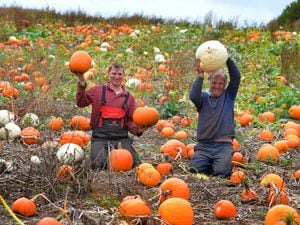 Giving people the chance to 'pick your own' pumpkins, with a variety of pumpkins over 12 acres, (left) Richard Bower, and (right) Ray Bower, at Lower Drayton Farm, Penkridge