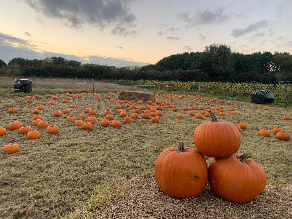 Forge Mill Farm offers families the chance to pick their own pumpkins this Halloween