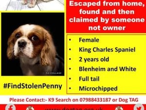 The poster appeal by K9 Search. Pic: https://www.facebook.com/DogT.A.G.Mids/photos/pcb.2765447283744019/2767111226910958/