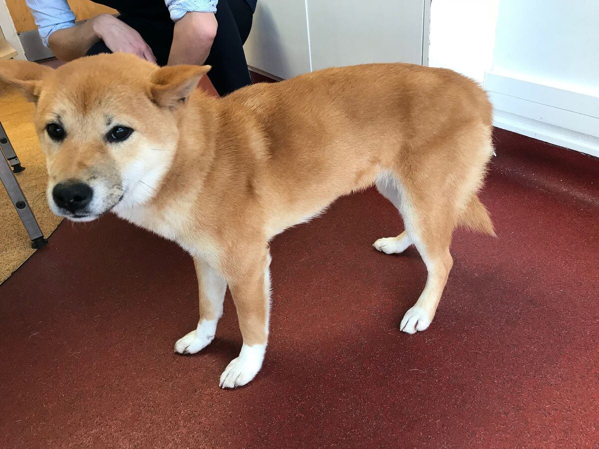 Black Country Man Banned From Keeping Animals After Abusing Shiba Inu Puppy Express Star