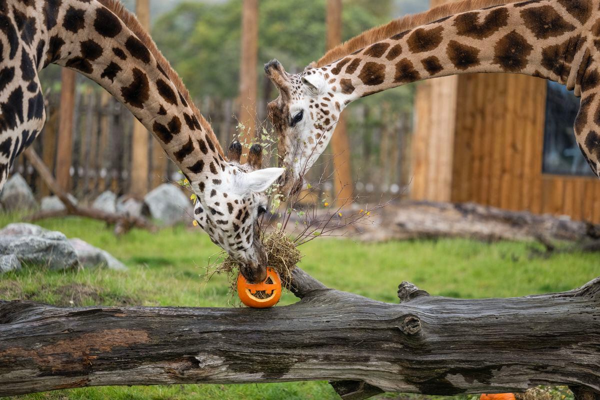 Giraffes at West Midland Safari Park are treated to pumpkin enrichment for Halloween. Photo: Matthew Lissimore