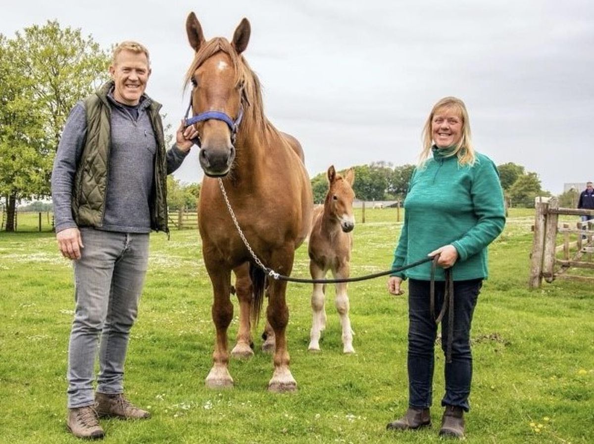 Mike and Alison Clarke breed the very rare Suffolk Punch Horse, which is rarer that the Chinese Panda